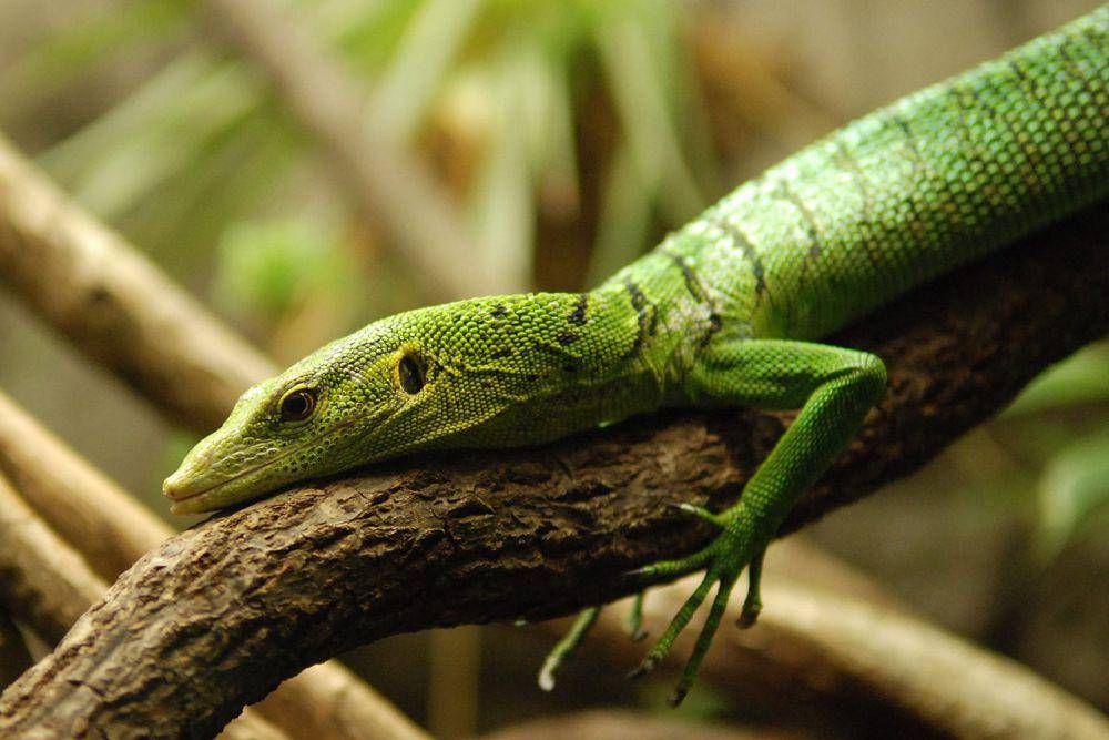 Varanus prasinus atau biawak hijau (commons.wikimedia.org/Josh Hallett)