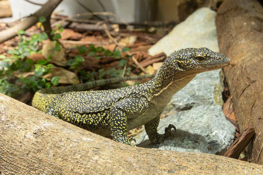 Varanus indicus atau biawak maluku (en.m.wikipedia.org/Σ64)