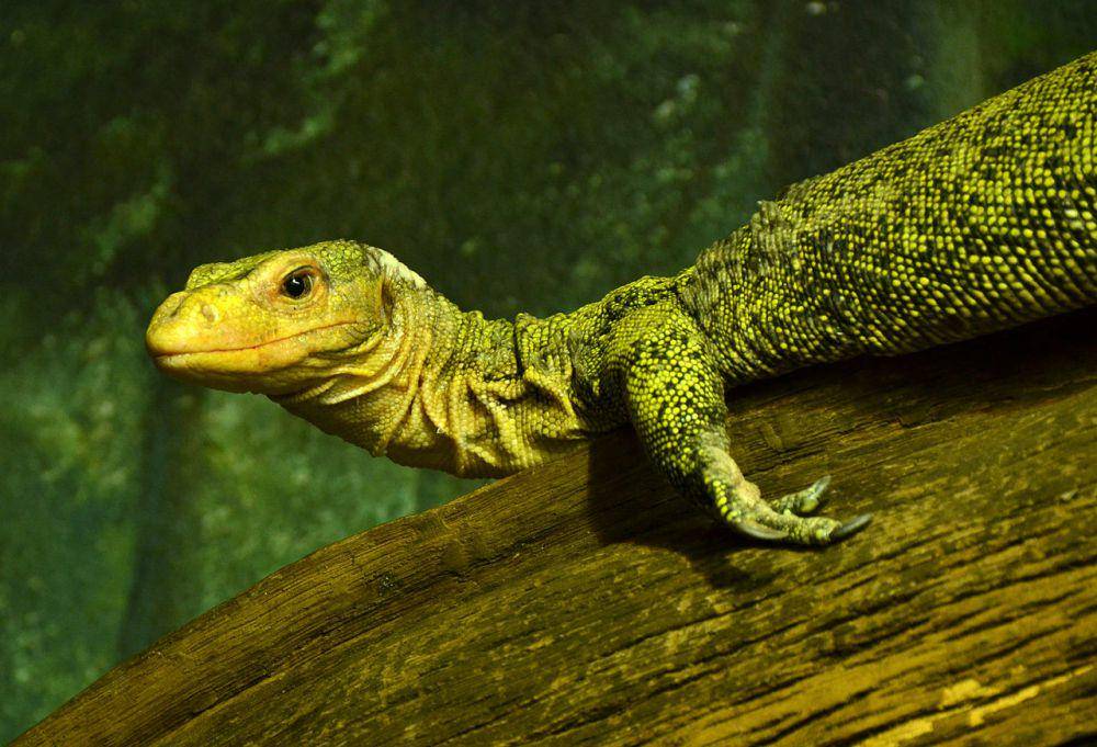 Varanus melinus atau biawak banggai (commons.wikimedia.org/Vassil)