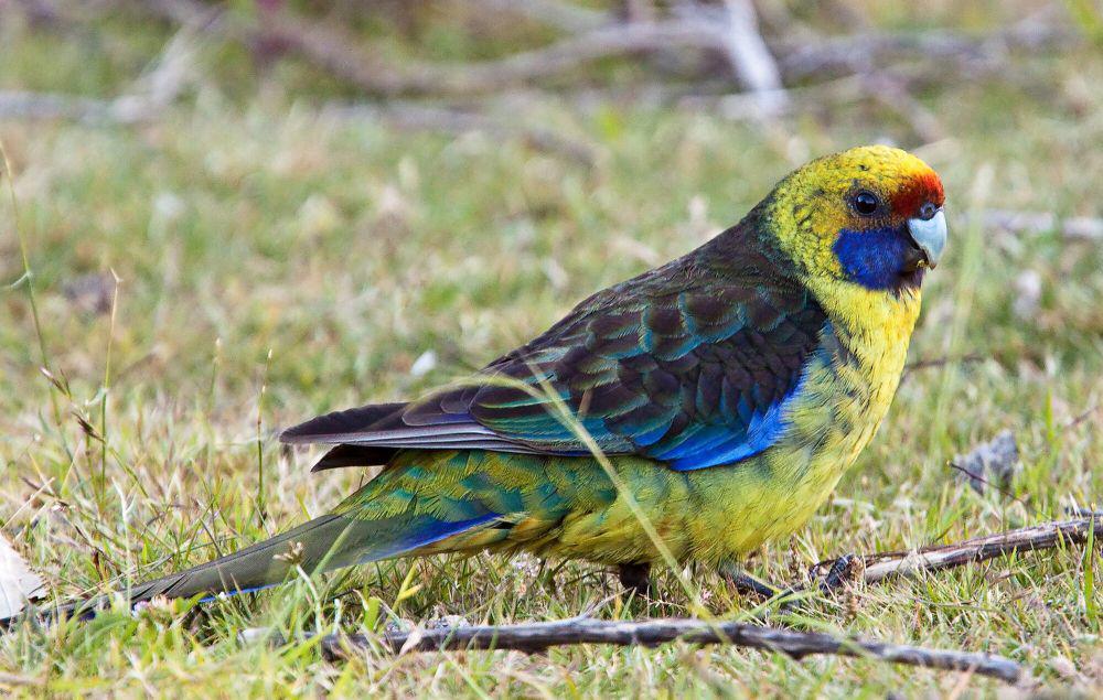 6 Fakta Menarik Rosella Hijau, Mereka Memiliki Banyak Nama!