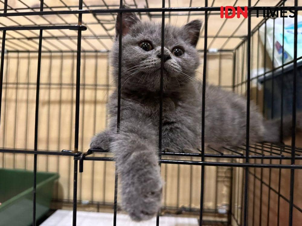 Penitipan Kucing di Pontianak Banjir Order Jelang Natal dan Tahun Baru