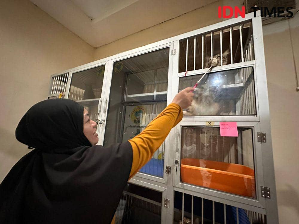 Seluruh room kucing penuh, pemilik penitipan tolak konsumen. (IDN Times/Teri).