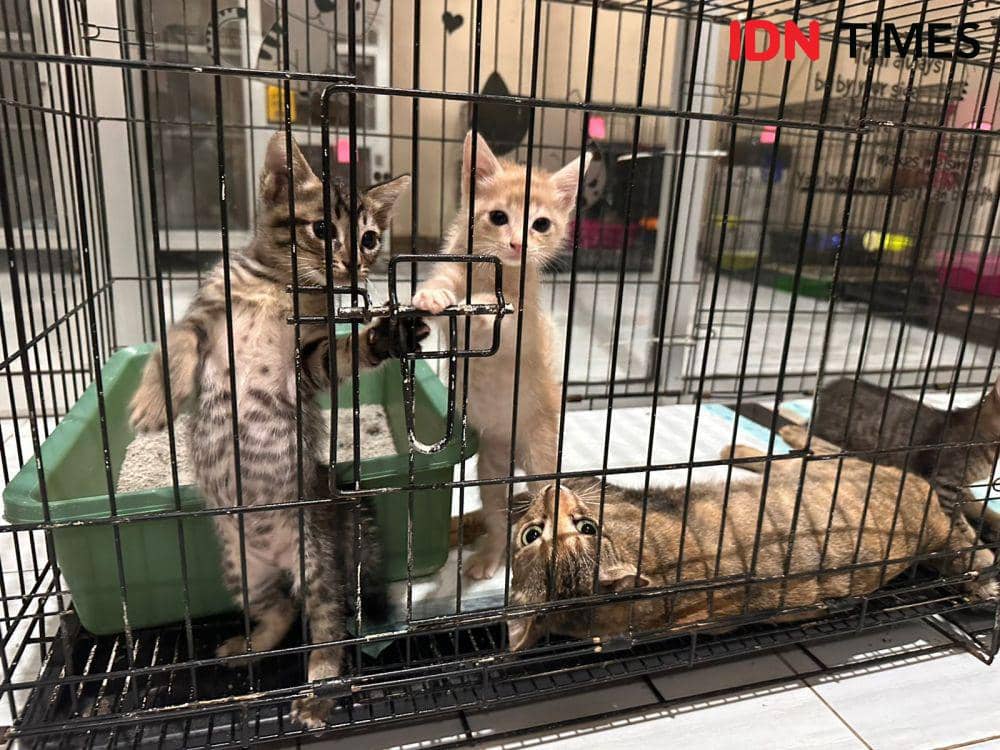 Kucing yang dititipkan harus dalam keadaan sehat dan tidak berjamur. (IDN Times/Teri),