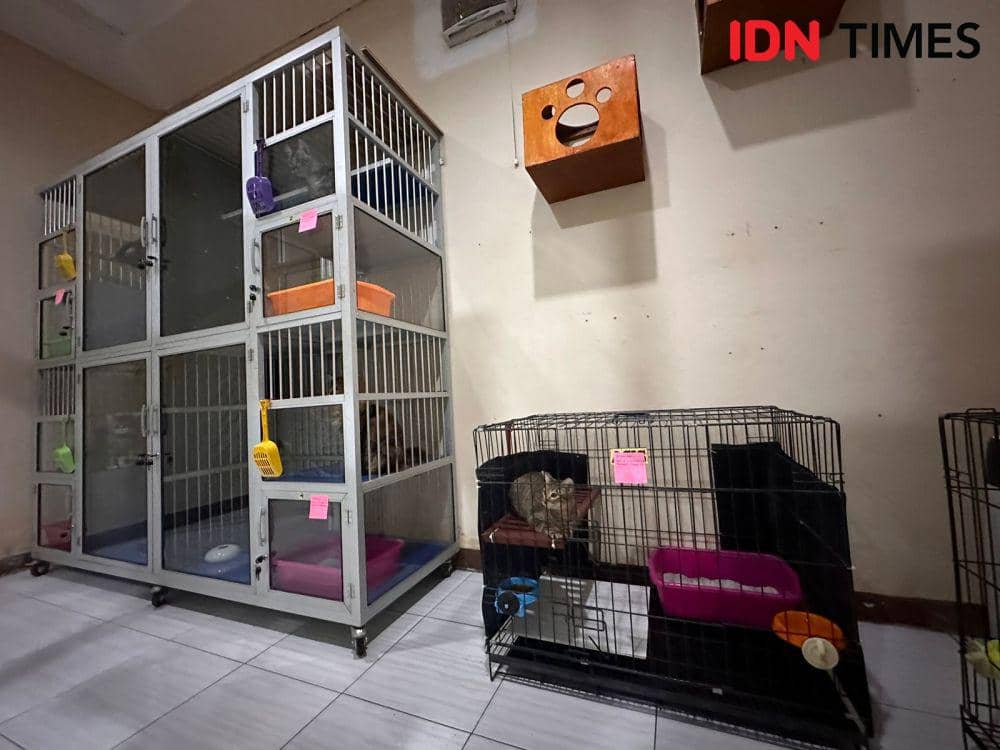 Tarif room kucing bervariasi, mulai dari Rp50 ribu per hari. (IDN Times/Teri).