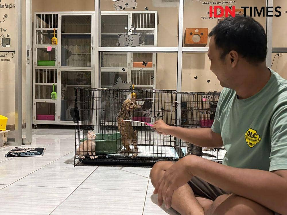 Pemilik tempat penitipan kucing banjir orderan jelang natal. (IDN Times/Teri).