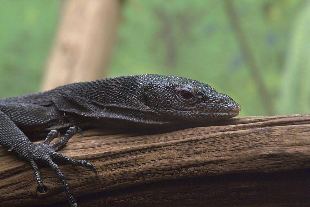 Varanus beccari atau biawak aru (commons.wikimedia.org/Greg Hume)