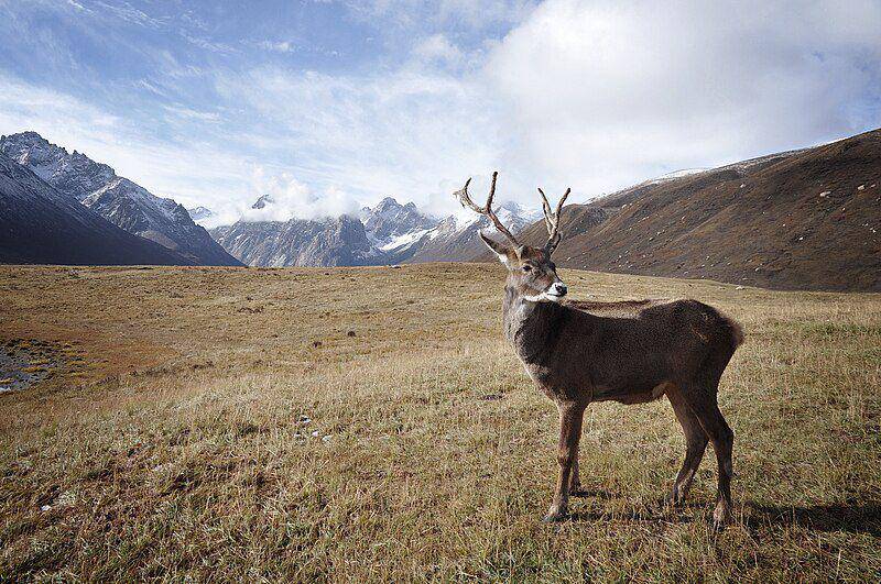 Thorold's deer (commons.wikimedia.org/Fl223)