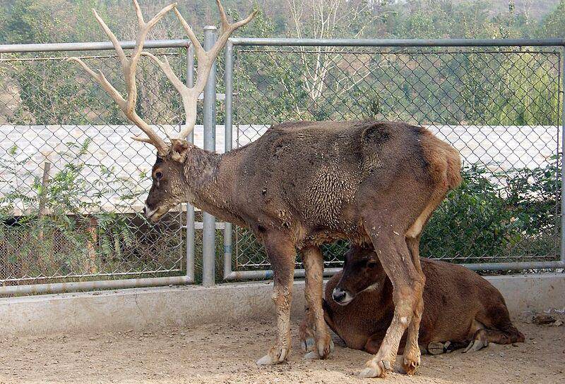 Thorold's deer (commons.wikimedia.org/Fanghong)