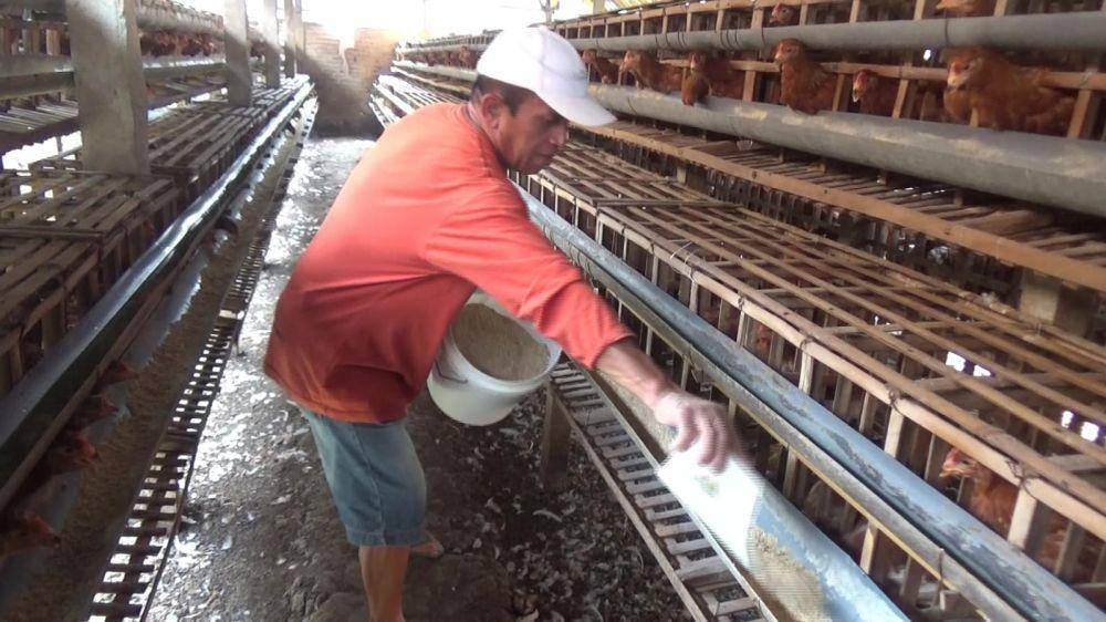 Peternak memberi pakan ayam petelurnya di desa Cepokol Panekan Magetan. IDN Times/ Riyanto