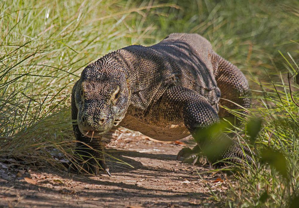 13 Jenis Biawak yang Dilindungi di Indonesia, Jangan Diburu!