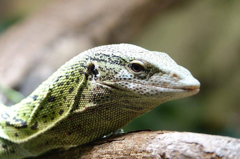 Varanus reisingeri  atau biawak misool (en.m.wikipedia.org/Gzen92)