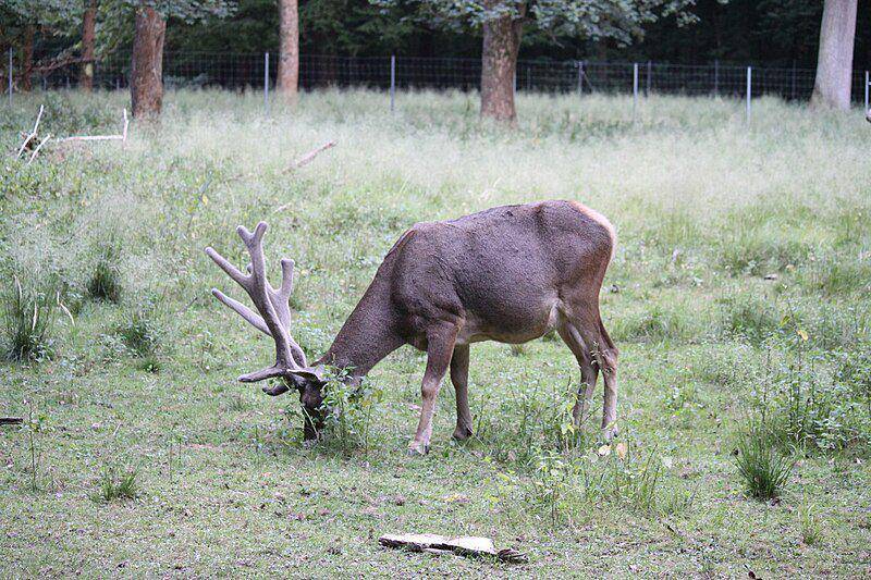 Thorold's deer (commons.wikimedia.org/Marcus Muller)