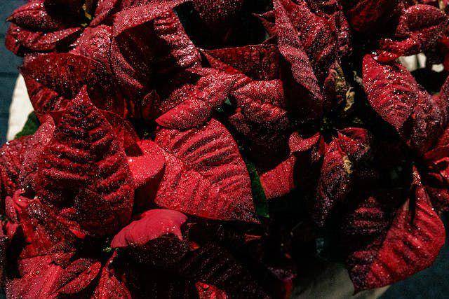 Warna merah nan merekah dari tanaman kastuba untuk ornamen Natal (pexels.com/Davis Arenas)