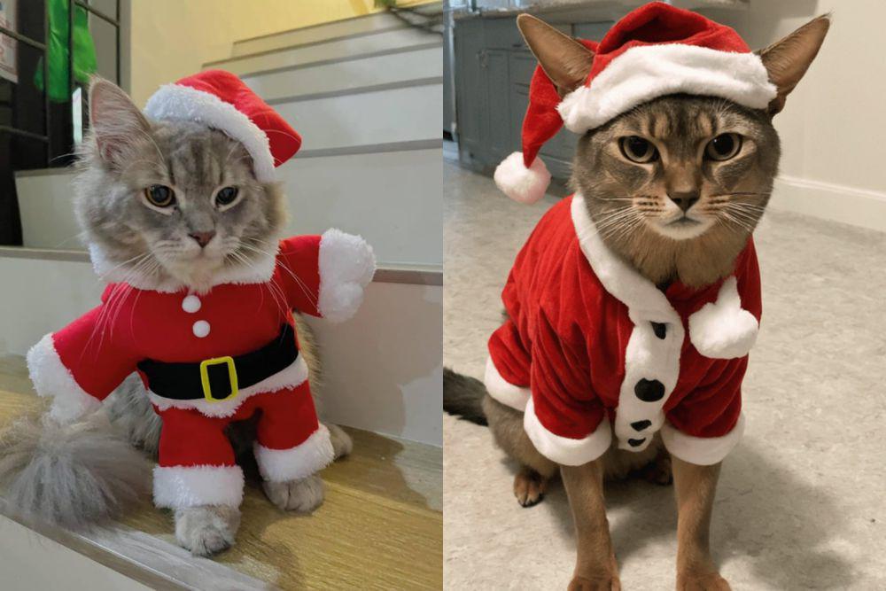 8 Potret Kucing Pakai Kostum Santa Claus, Siap Bagi-Bagi Kado Natal