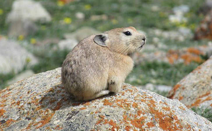 Pika (commons.wikimedia.org/Tiziana Bardelli)