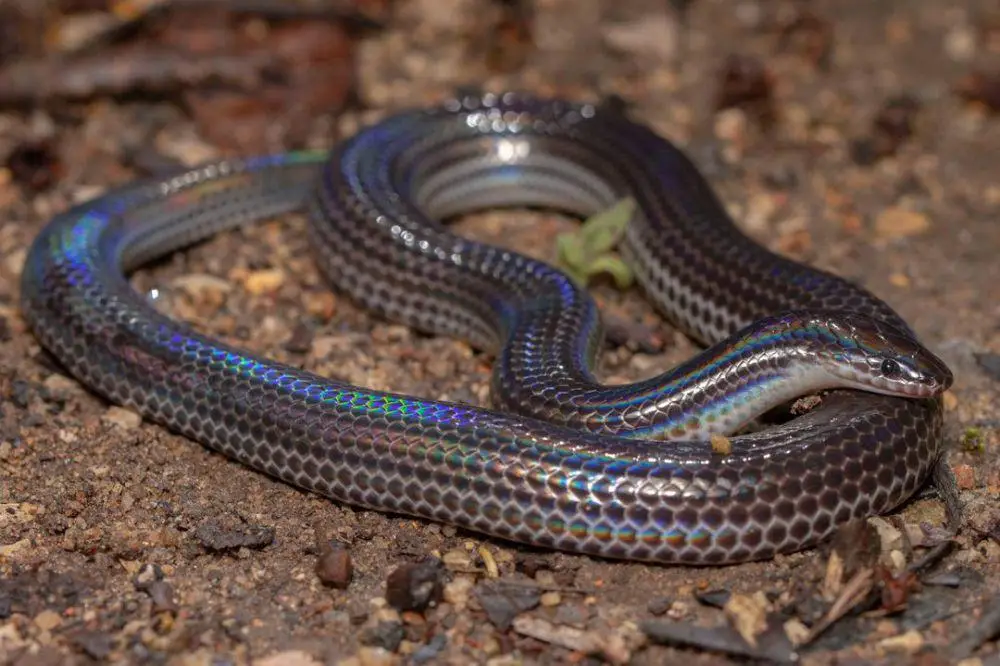 Novosibirsklik badavlat ayollar jinsiy aloqa izlamoqda Yosh qizlar aktrisalar jinsiy aloqa video
