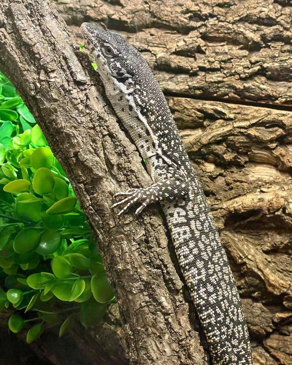 Varanus similis atau biawak kerdil (instagram.com/brodys_frogs)