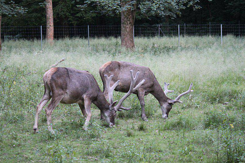 Thorold's deer (commons.wikimedia.org/Marcus Muller)