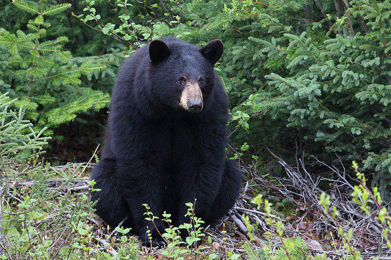 Black bear (commons.wikimedia.org/Cephas)