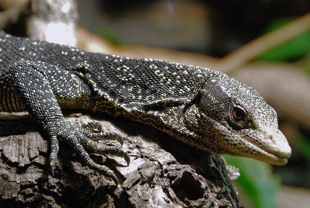 Varanus boehmei atau biawak waiego (commons.wikimedia.org/Matthias Zepper)