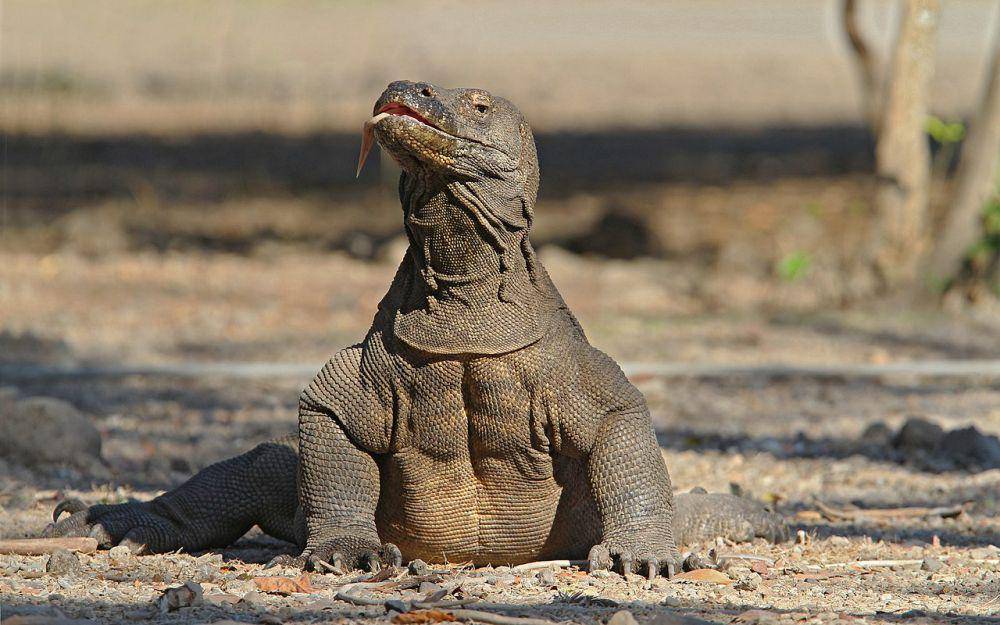 Varanus komodoensis atau biawak komodo (id.wikipedia.org/Christoph Moning)