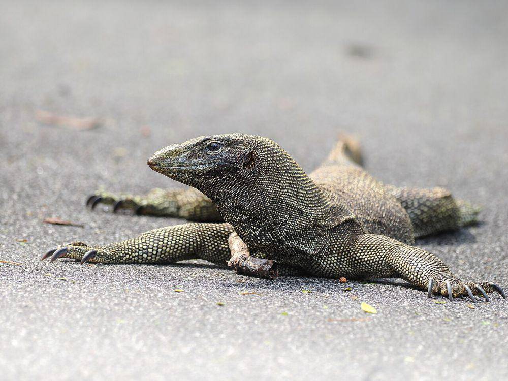 Varanus nebulosus atau biawak abu-abu (species.m.wikimedia.org/Nils)