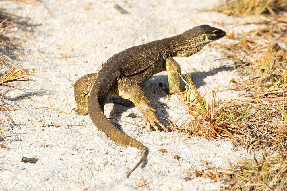 Varanus panoptes atau biawak coklat (commons.wikimedia.org/Paul Asman dan Jill Lenoble