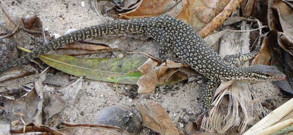 Varanus timoriensis atau biawak timor (en.m.wikipedia.org/Mark O'Shea)