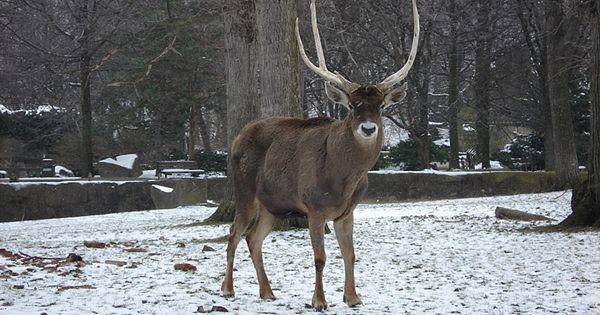 Thorold's deer (commons.wikimedia.org/Pwojdacz)