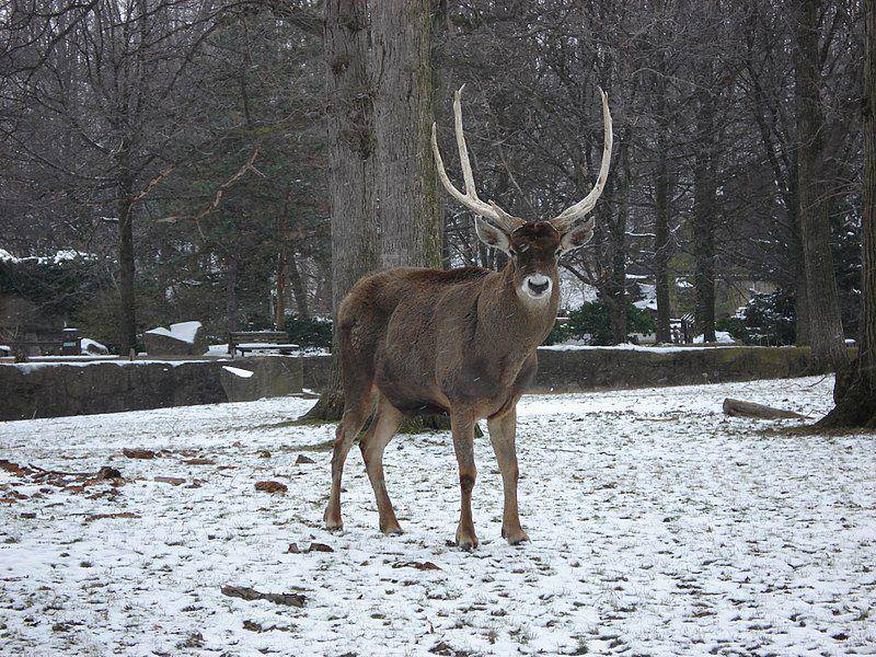 Thorold's deer (commons.wikimedia.org/Pwojdacz)