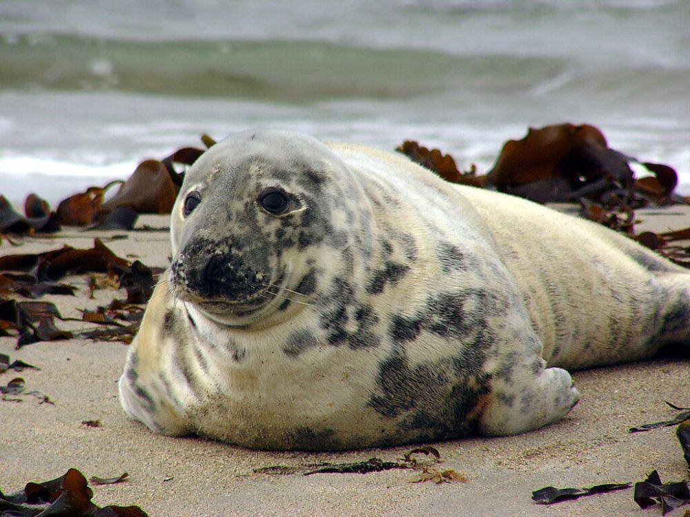 Anjing laut abu-abu (commons.wikimedia.org/Andreas Trepte)