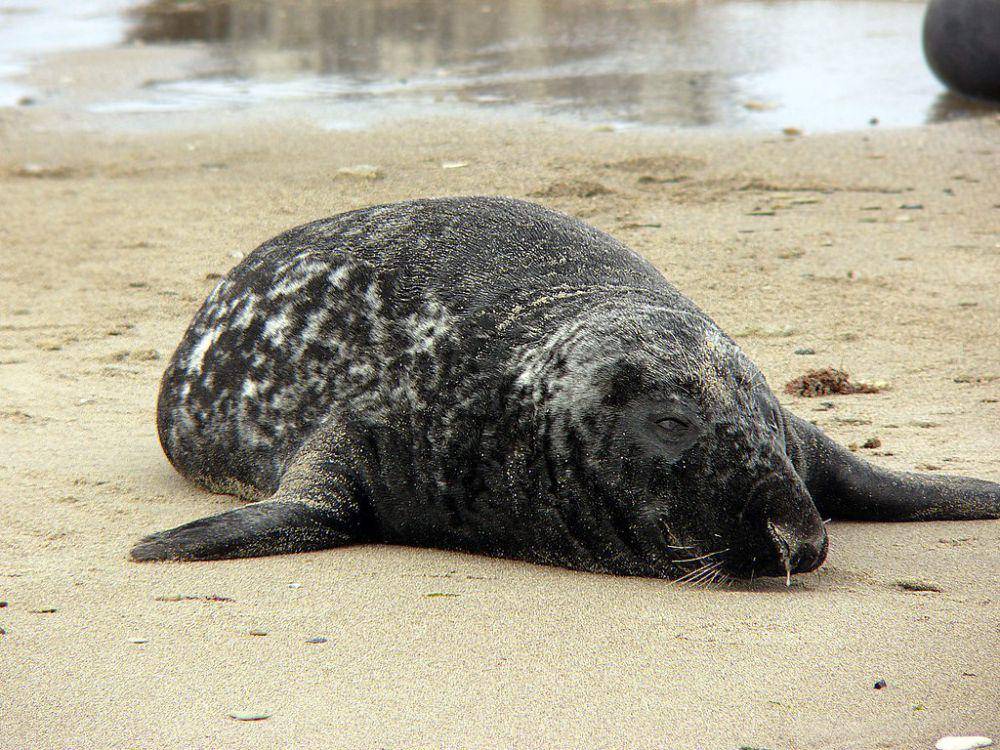 Anjing laut abu-abu (commons.wikimedia.org/Andreas Trepte)