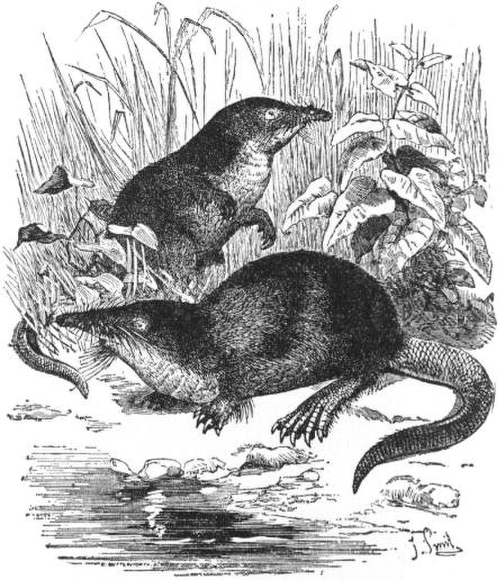 Ilustrasi desman rusia (commons.m.wikimedia.org/Anonymous)