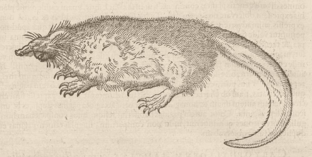 Ilustrasi desman rusia (commons.m.wikimedia.org/Charles de I'Ecluse)