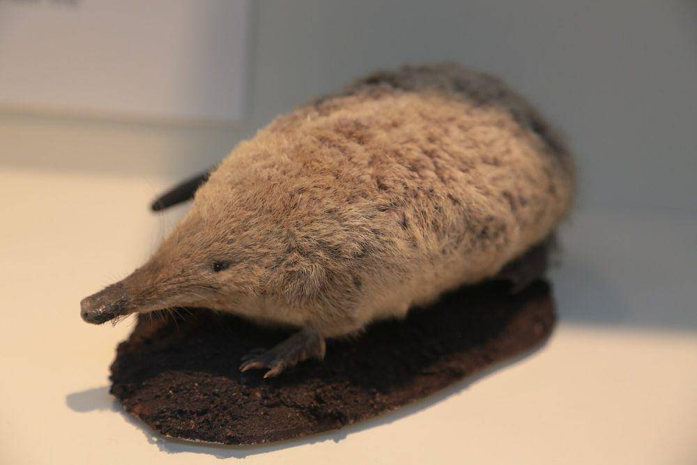 Ilustrasi desman rusia (commons.m.wikimedia.org/John Cummings)