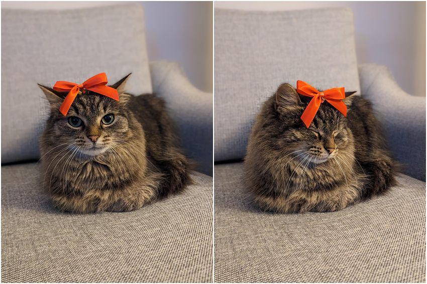 8 Kostum Kucing Lucu saat Menyambut Tahun Baru, Gemas Maksimal!