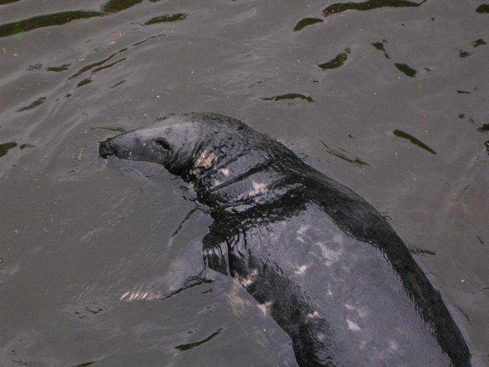 Anjing laut abu-abu (commons.wikimedia.org/Eric Mas Casas)