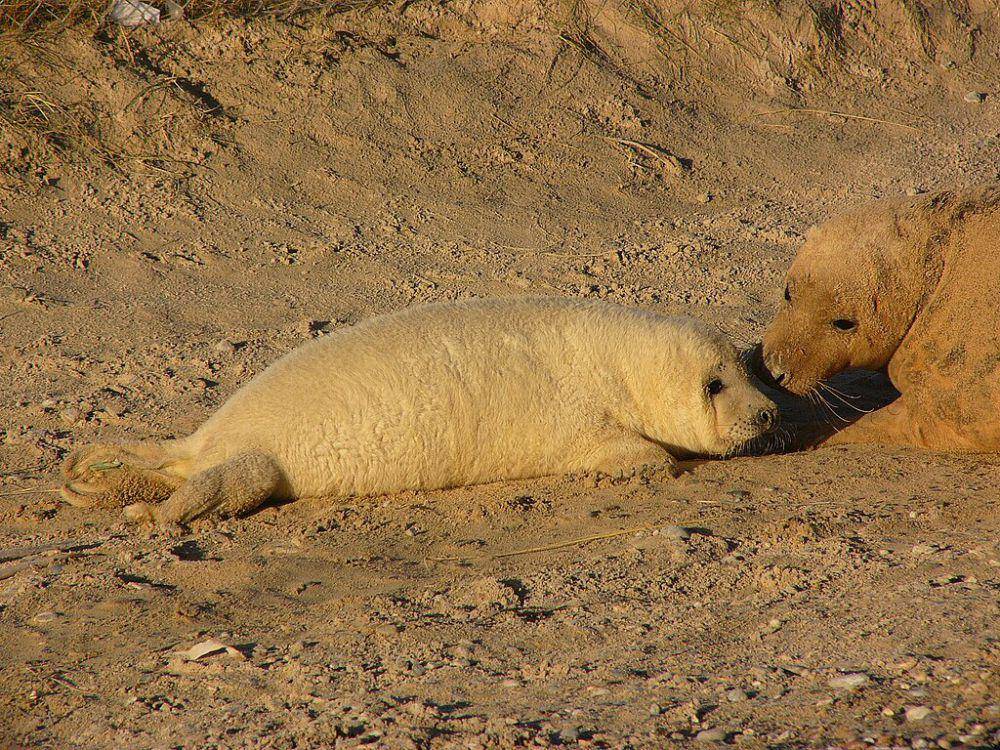 Anak anjing laut abu-abu (commons.wikimedia.org/Andreas Trepte)
