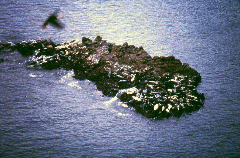 Anjing laut abu-abu bergerombol (commons.wikimedia.org/Arne List)