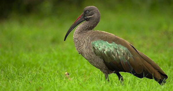 5 Fakta Unik Hadada Ibis, Burung yang Bersifat Monogami!