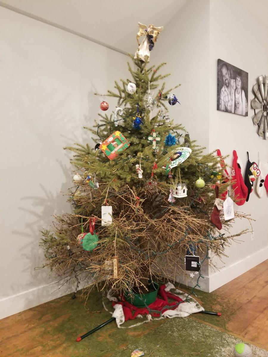 Potret lucu pada hari Natal (x.com/nocontextscats)