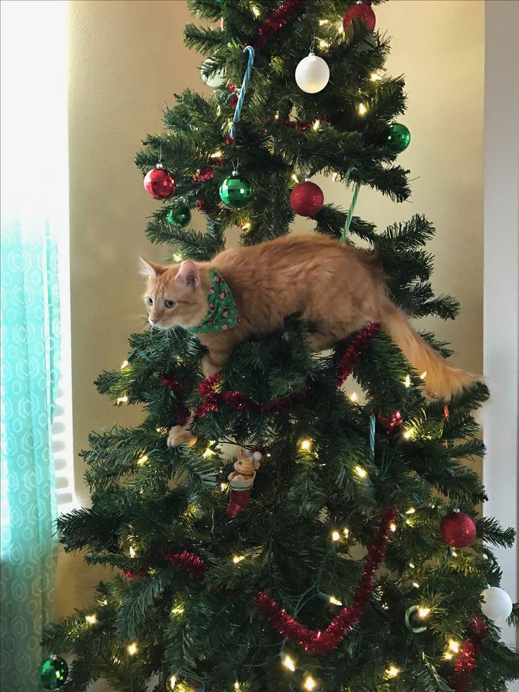 Potret lucu pada hari Natal (x.com/nocontextscats)
