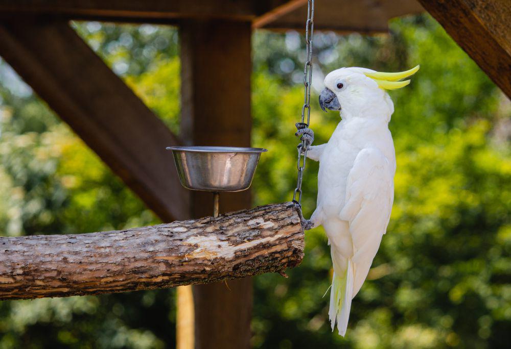ilustrasi burung kakaktua (unsplash.com/Jeffrey Hamilton)