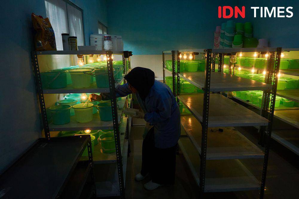 Petugas melakukan pemeliharaan jentik nyamuk Aedes aegypti yang ber-Wolbachia sebagai inovasi untuk menekan kasus Demam Berdarah di laboratorium Balai Besar Penelitian dan Pengembangan Vektor dan Reservoir Penyakit (B2P2VRP) di Salatiga, Jawa Tengah, Kamis (7/12/2023). (IDN Times/Dhana Kencana)