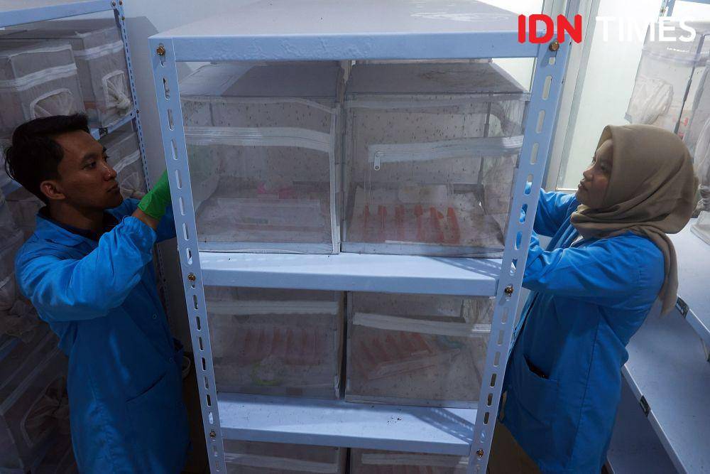 Sejumlah petugas melakukan pengamatan perkembangbiakan pupa nyamuk Aedes aegypti yang ber-Wolbachia sebagai inovasi untuk menekan kasus Demam Berdarah di laboratorium Balai Besar Penelitian dan Pengembangan Vektor dan Reservoir Penyakit (B2P2VRP) di Salatiga, Jawa Tengah, Kamis (7/12/2023). (IDN Times/Dhana Kencana)