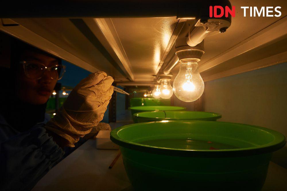 [FOTO] Dapur Pengembangbiakan Nyamuk Wolbachia untuk DBD di Salatiga