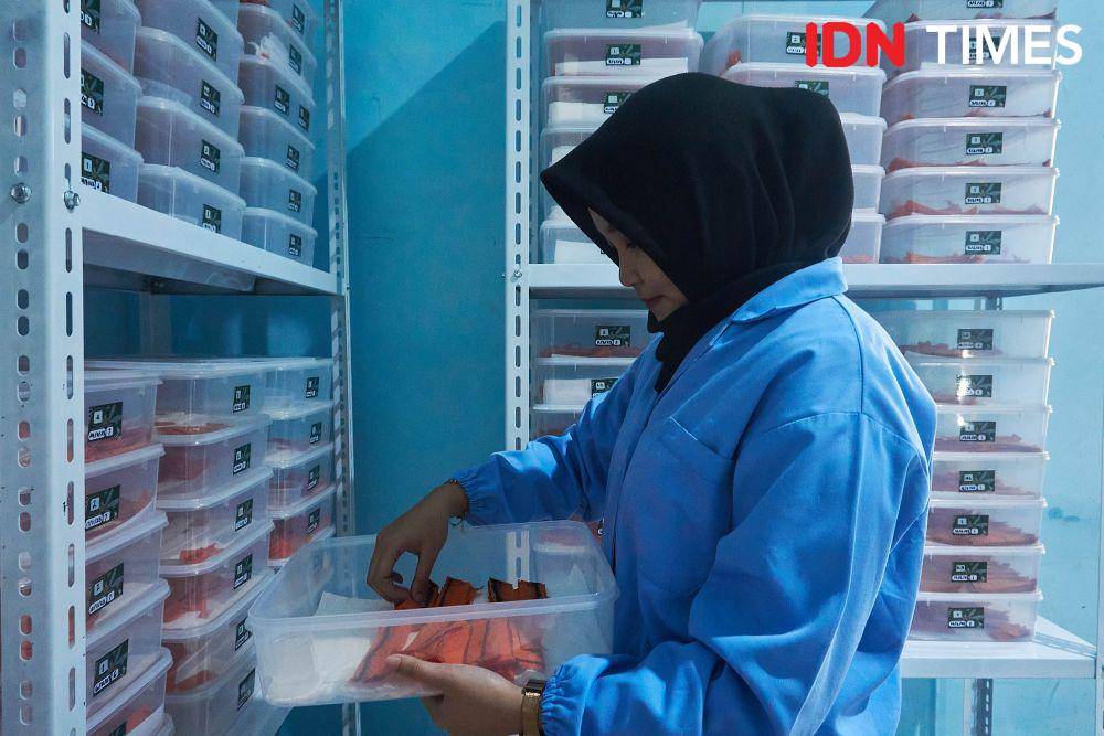 Petugas menyimpan telur nyamuk Aedes aegypti yang ber-Wolbachia sebagai inovasi untuk menekan kasus Demam Berdarah di laboratorium Balai Besar Penelitian dan Pengembangan Vektor dan Reservoir Penyakit (B2P2VRP) di Salatiga, Jawa Tengah, Kamis (7/12/2023). (IDN Times/Dhana Kencana)
