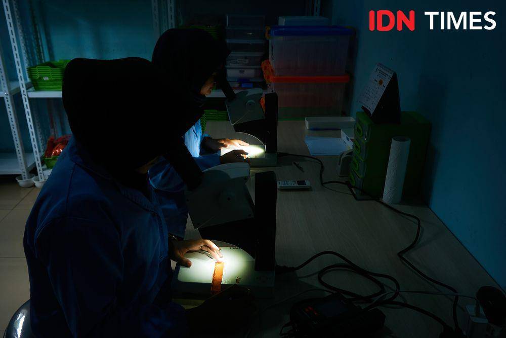 Sejumlah petugas menghitung telur nyamuk Aedes aegypti yang ber-Wolbachia sebagai inovasi untuk menekan kasus Demam Berdarah di laboratorium Balai Besar Penelitian dan Pengembangan Vektor dan Reservoir Penyakit (B2P2VRP) di Salatiga, Jawa Tengah, Kamis (7/12/2023). (IDN Times/Dhana Kencana)