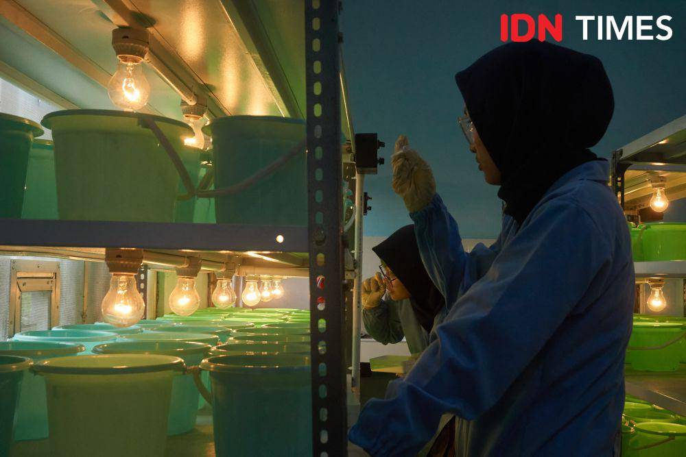 Petugas melakukan pemeliharaan jentik nyamuk Aedes aegypti yang ber-Wolbachia sebagai inovasi untuk menekan kasus Demam Berdarah di laboratorium Balai Besar Penelitian dan Pengembangan Vektor dan Reservoir Penyakit (B2P2VRP) di Salatiga, Jawa Tengah, Kamis (7/12/2023). (IDN Times/Dhana Kencana)