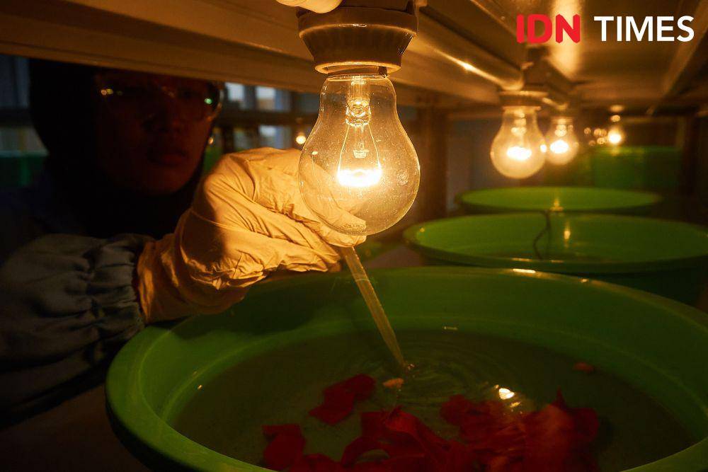 Petugas melakukan pemeliharaan jentik nyamuk Aedes aegypti yang ber-Wolbachia sebagai inovasi untuk menekan kasus Demam Berdarah di laboratorium Balai Besar Penelitian dan Pengembangan Vektor dan Reservoir Penyakit (B2P2VRP) di Salatiga, Jawa Tengah, Kamis (7/12/2023). (IDN Times/Dhana Kencana)